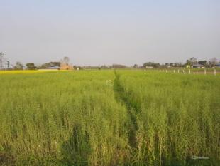 Agriculture : Land for Sale in Bharatpur, Chitwan-image-4